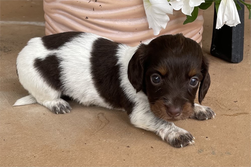 Mini Dachshund F She’s A Beauty!