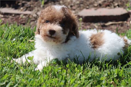 Male Poodle