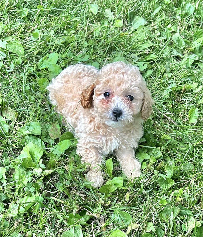 Baby Girl Mini Poodle