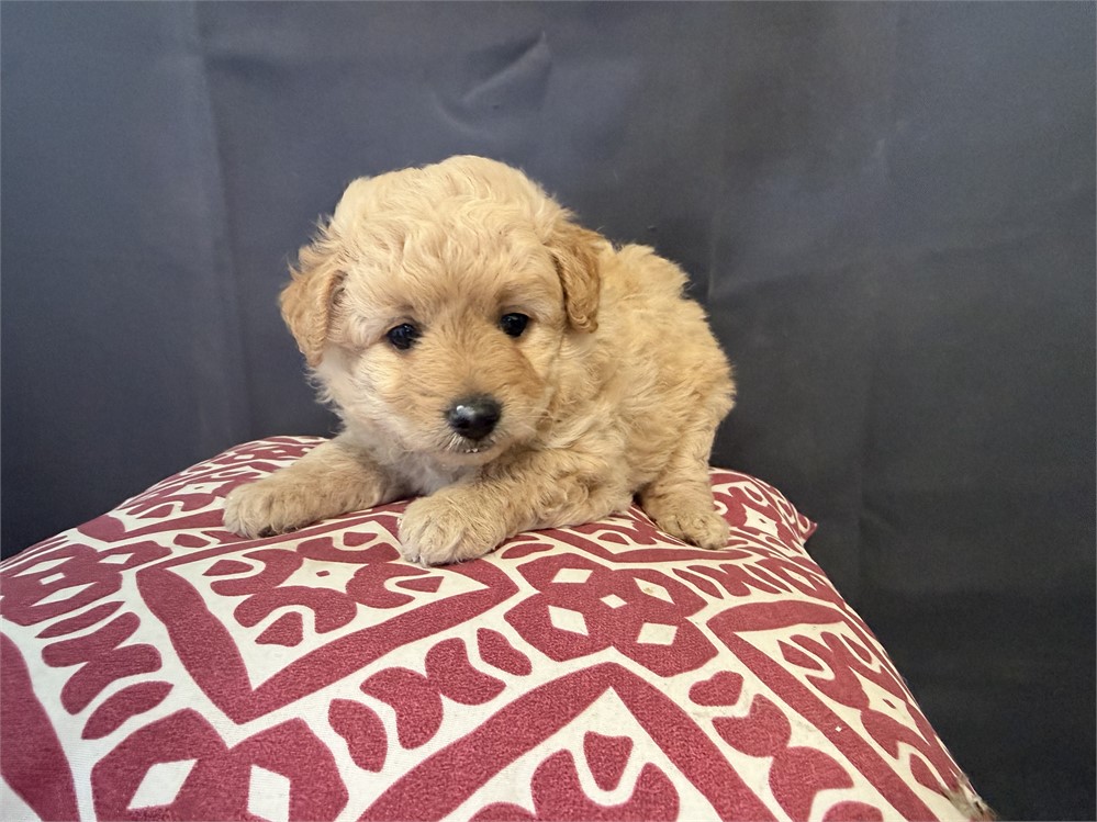 Adorable Female