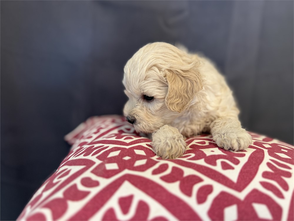 F1B Male ShihPoo
