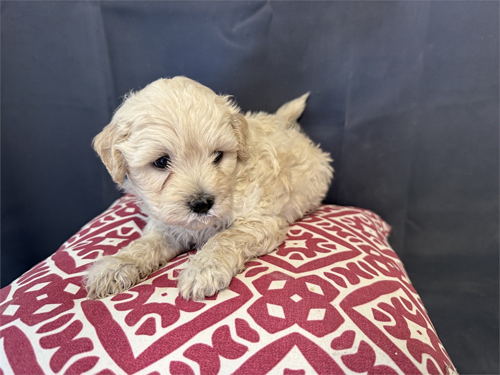F1B Male ShihPoo