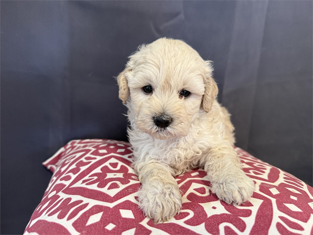 F1B Male ShihPoo