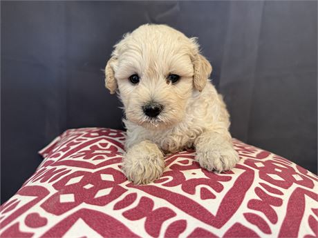 F1B Male ShihPoo