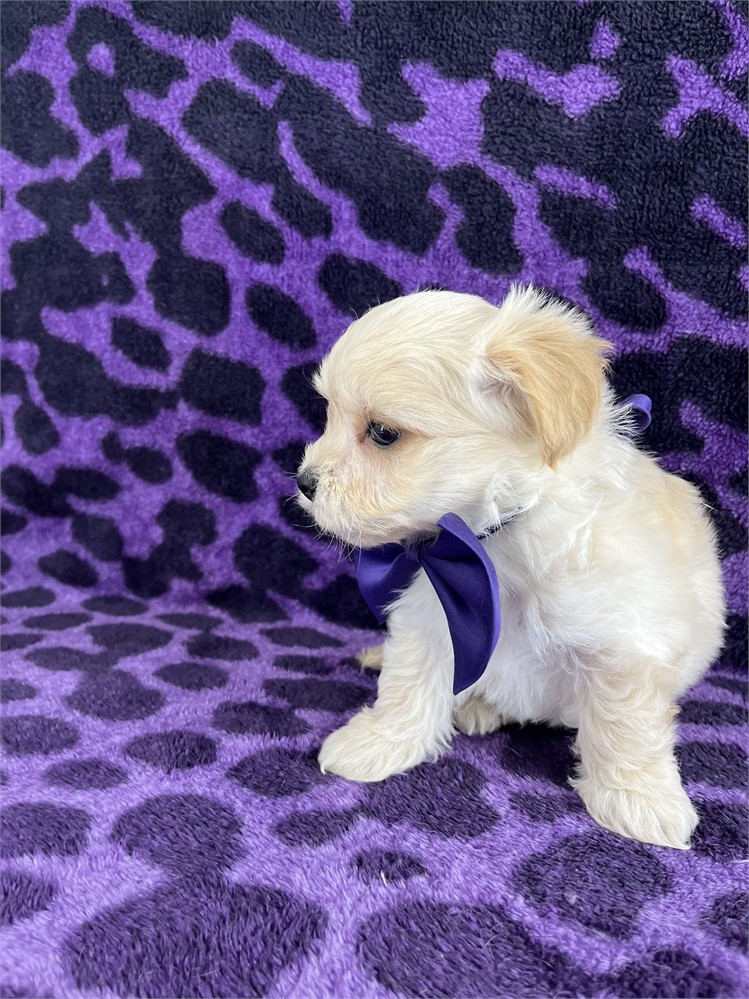 Bowie