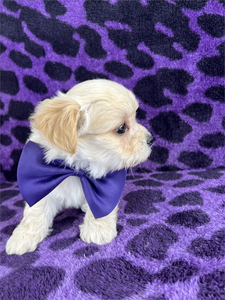 Bowie