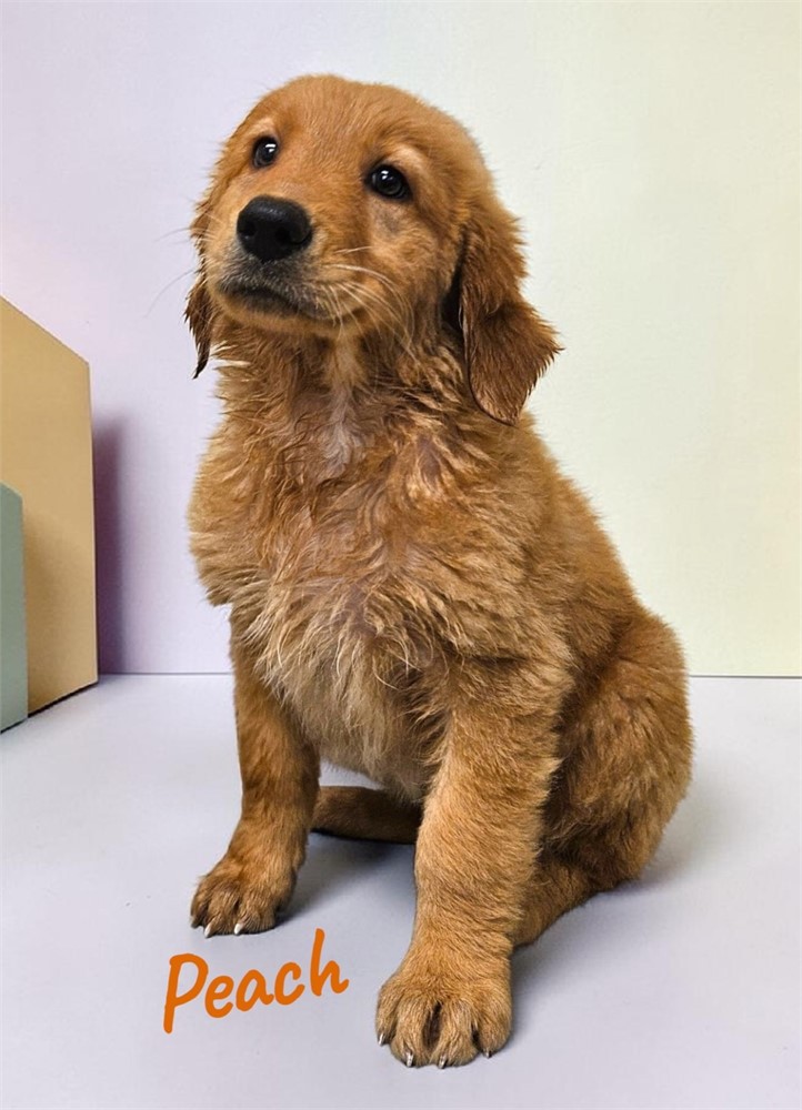 AKC Female Golden Retriever