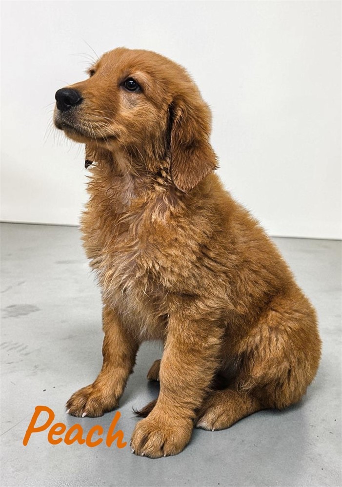 AKC Female Golden Retriever