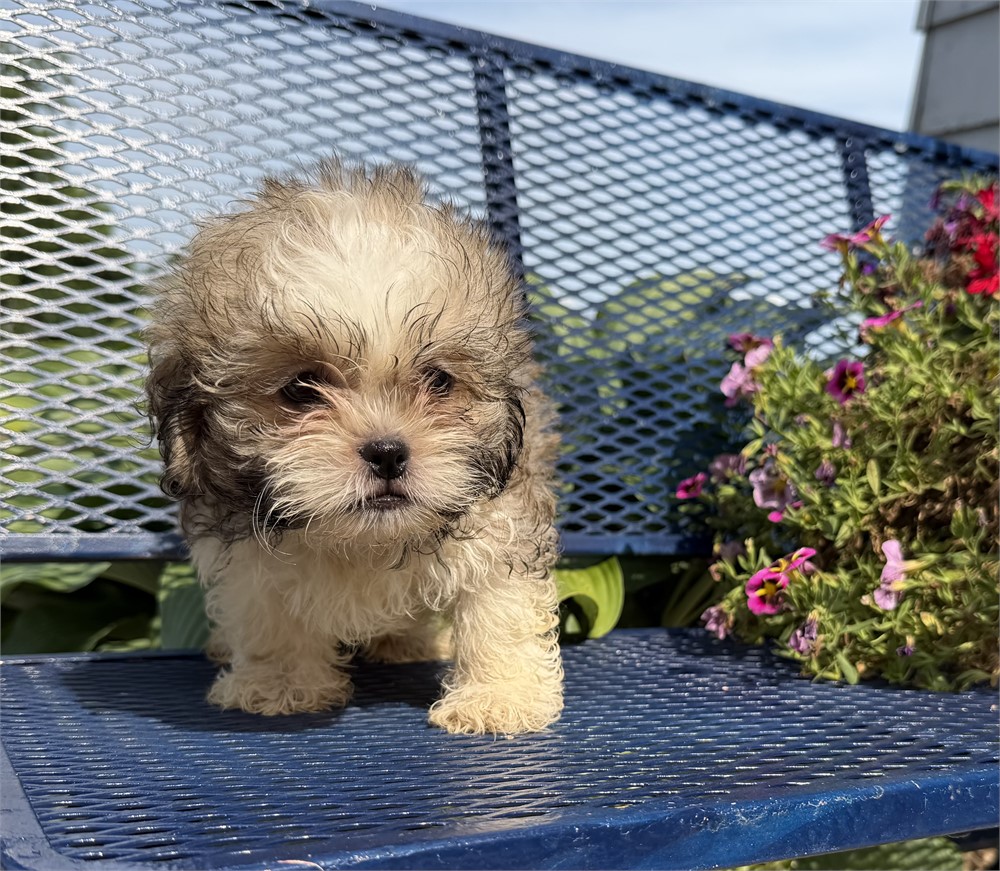 Hava-Tzu  Haylee’s  # 1 (M)