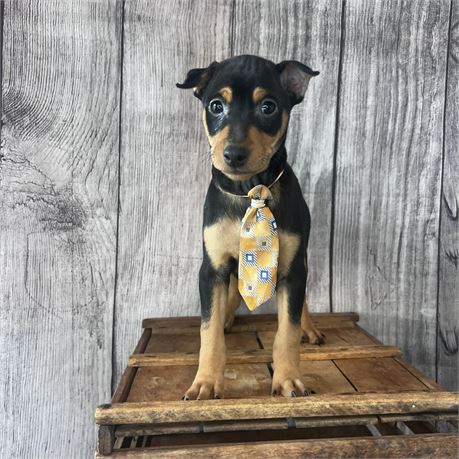 Male Min Pin
