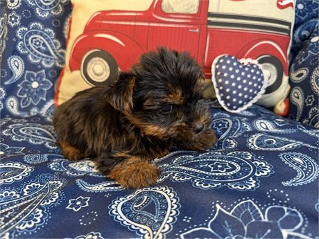 Yorkie - Mercedes # 2 (M)