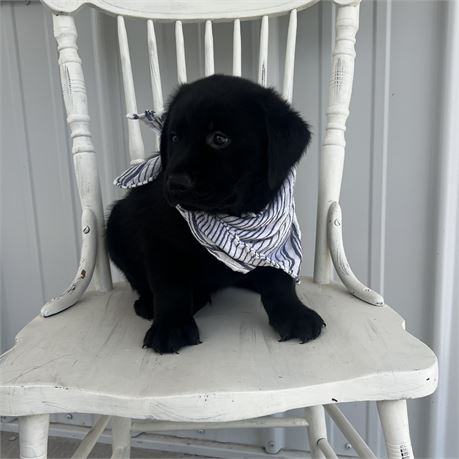 Golden Retriever/ Rottweiler  Male