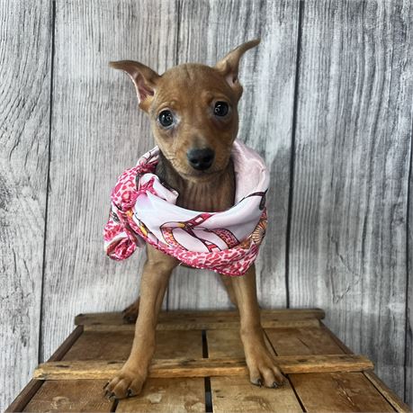 Female Min Pin