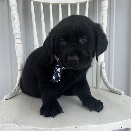 Golden Retriever/ Rottweiler  Male