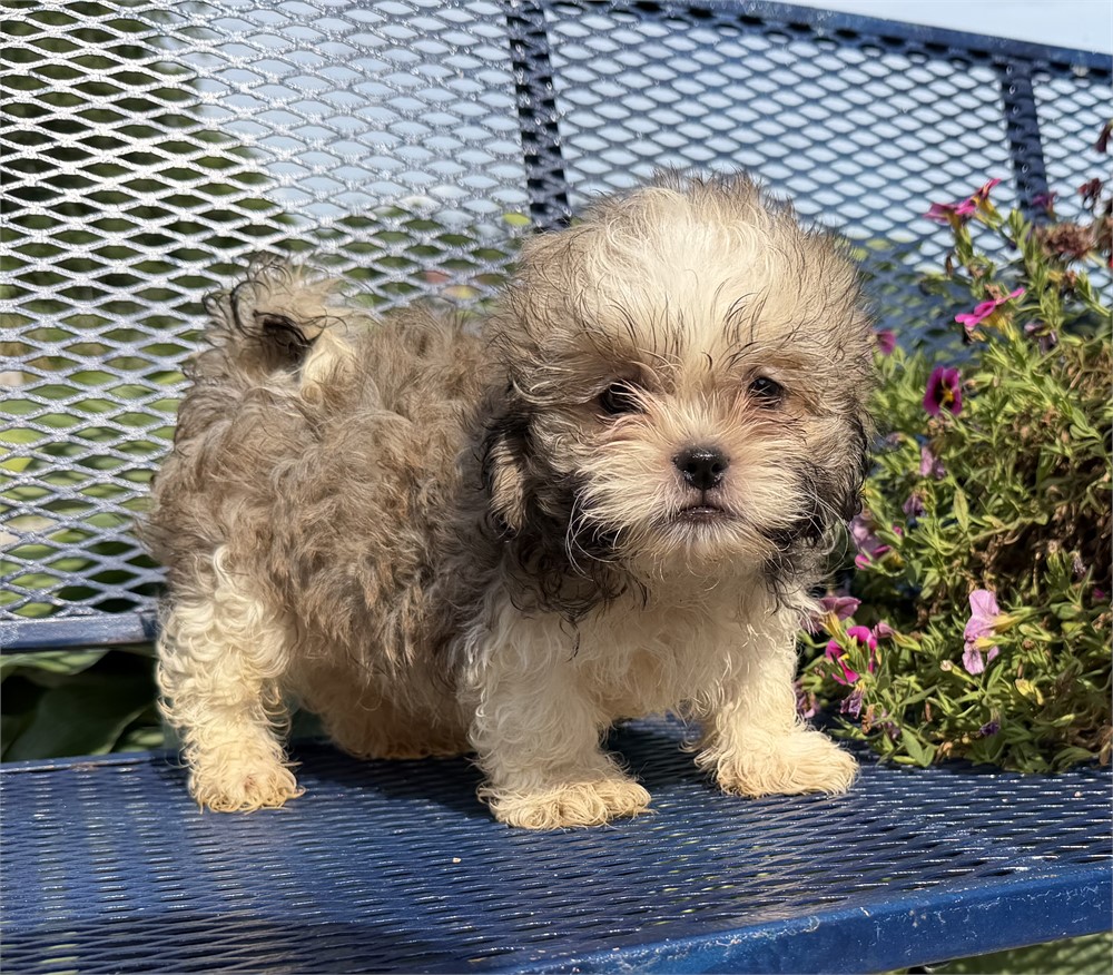 Hava-Tzu  Haylee’s  # 1 (M)