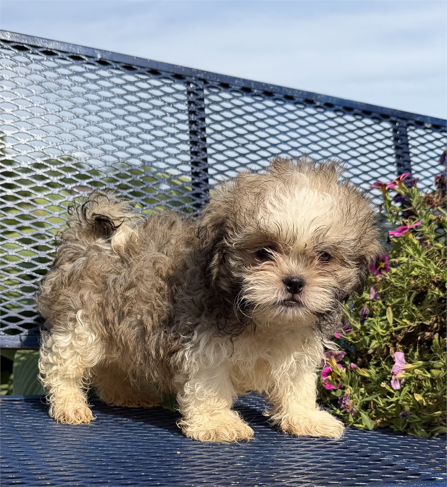 Hava-Tzu  Haylee’s  # 1 (M)