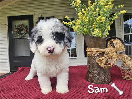 UPDATED PICS & WEIGHTS Male Teddypoo