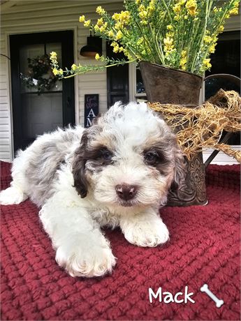 UPDATED PICS & WEIGHTS Male Teddypoo