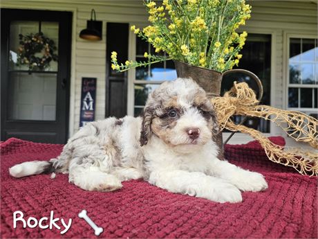 UPDATED PICS & WEIGHTS Male Teddypoo