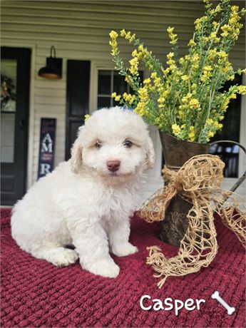 UPDATED PICS & WEIGHT Male Teddypoo