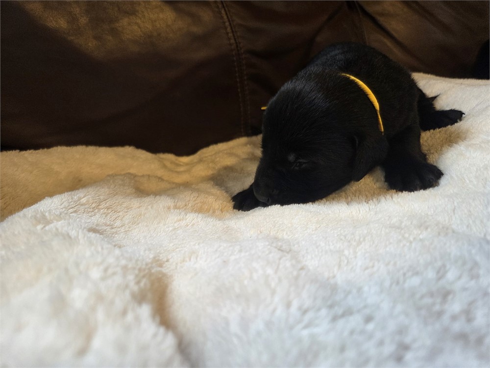 Jolene the Labrador Retriever