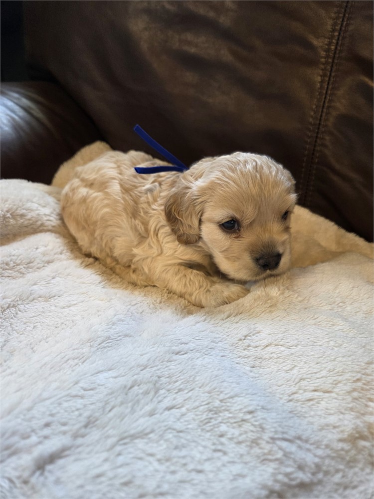 Freddy the Cocker Spaniel