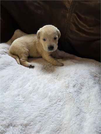 Lilly the Labrador Retriever