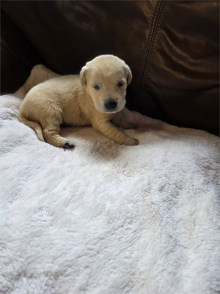 Lilly the Labrador Retriever