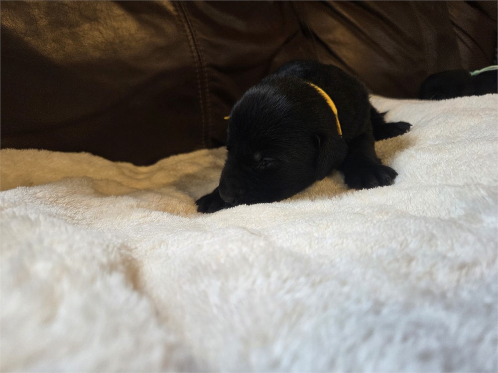 Mike the Labrador Retriever