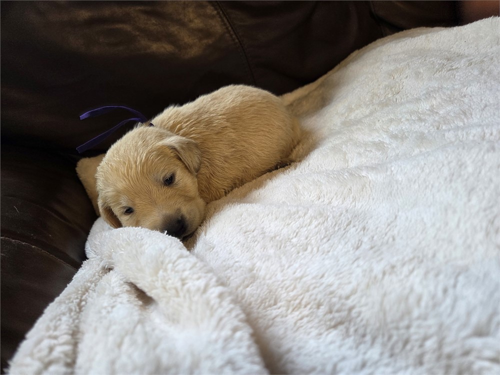 Matt the Labrador Retriever