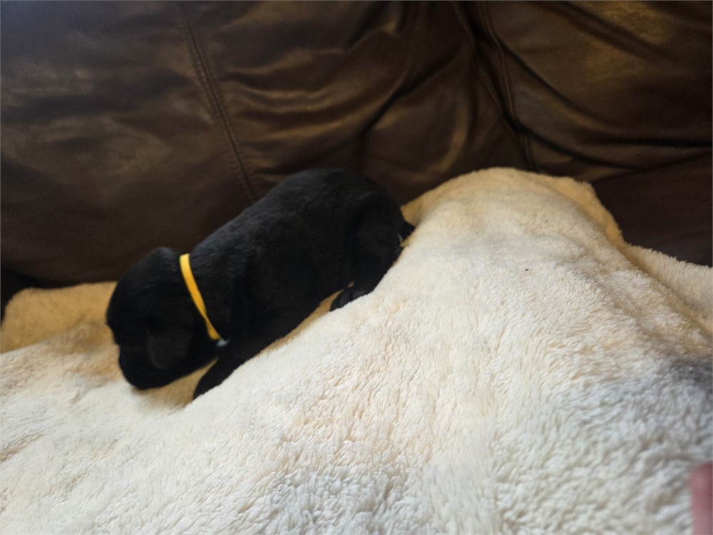 Jolene the Labrador Retriever