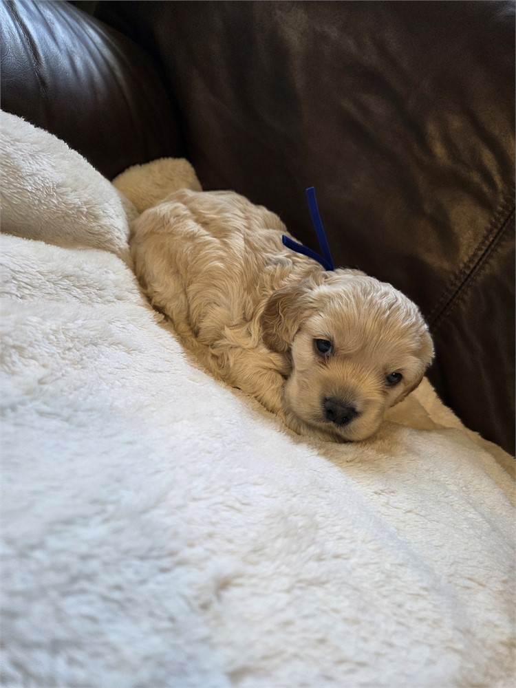 Freddy the Cocker Spaniel