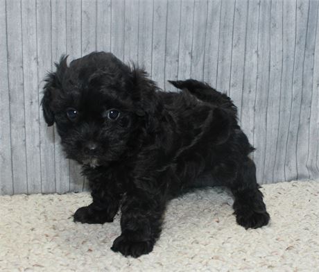 Male Maltipoo