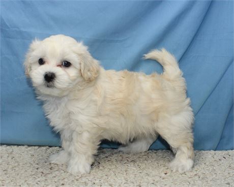 Male Maltipoo