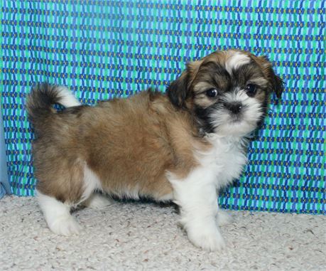 Male Shih Tzu