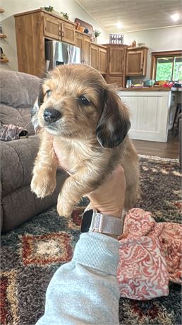 Mini DH DOB 5/21