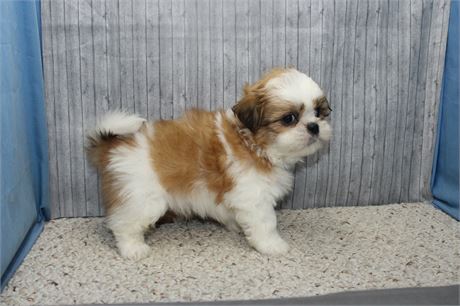 Male Shih Tzu