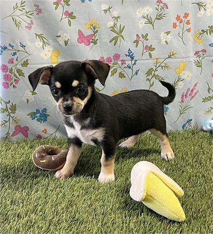 Chihuahua Female