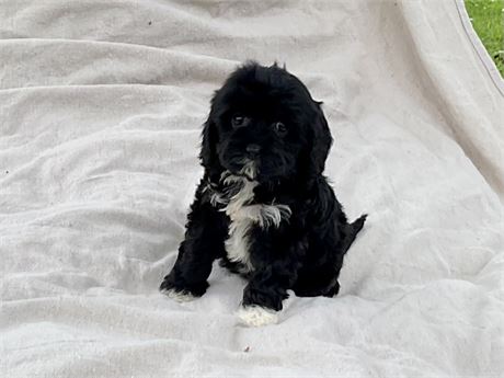 Male Cavapoo