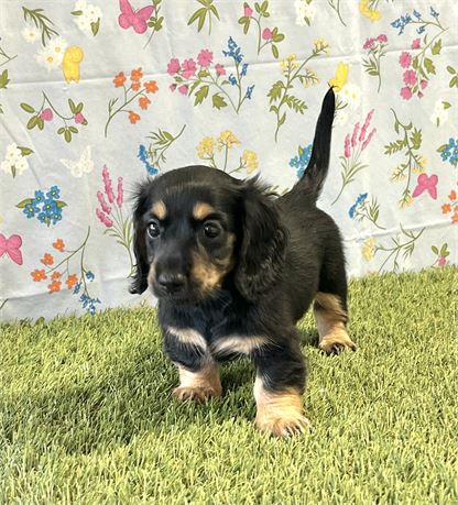 Dachshund Female