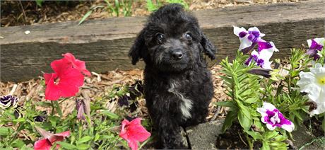 Shihpoo F 3