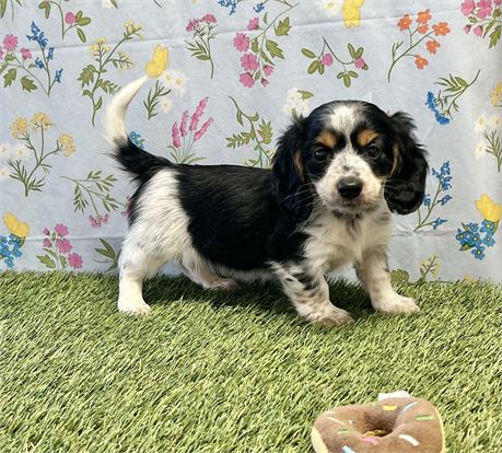 Dachshund Female