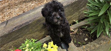 Shihpoo F 1