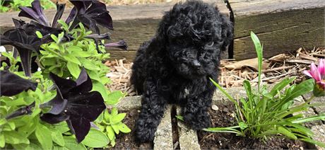 Poodle F