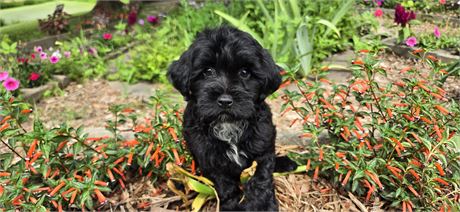 Shihpoo F 2