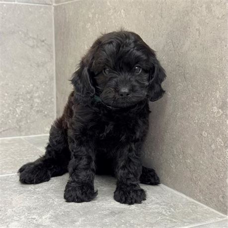 Cavapoo 26242-01