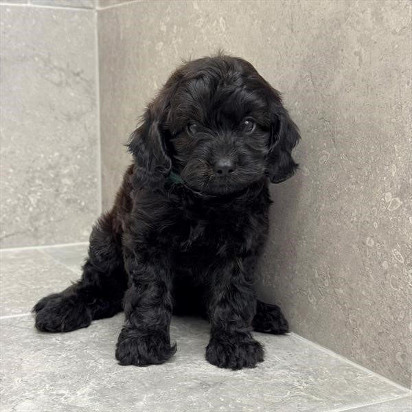 Cavapoo 26242-01