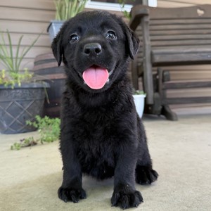 AKC Champion Bloodline English Labrador - Misty