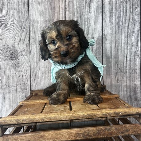 Male Havanese/Cavalier