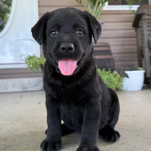 AKC Champion Bloodline English Labrador - Meggie